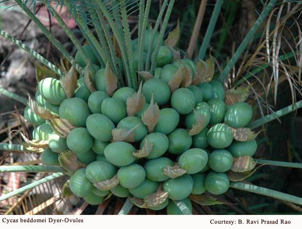 Cycas beddomei Dyer-Ovules